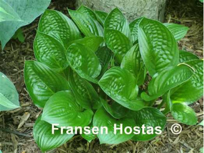 Hosta 